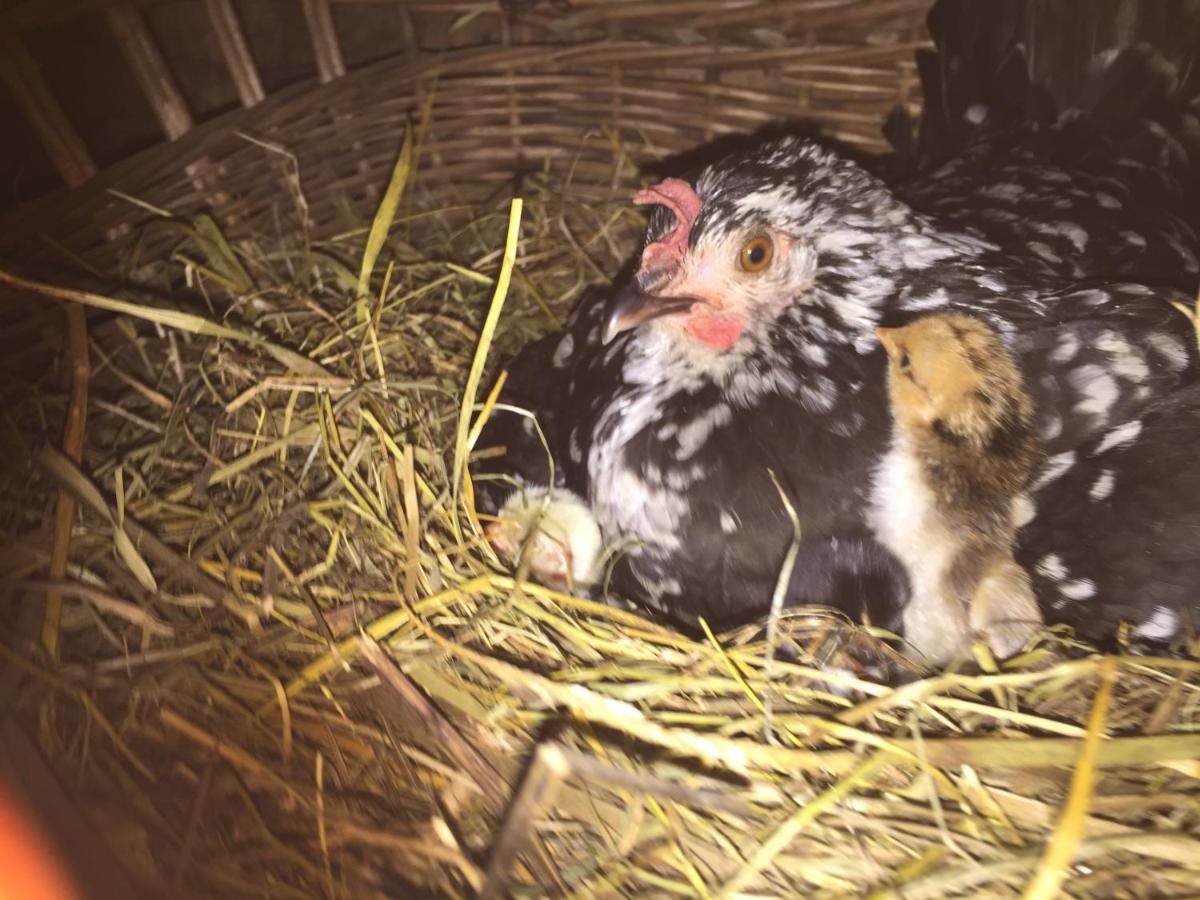 Pensiunea Agroturistica Casa Colinita Vatra Moldovitei Bagian luar foto