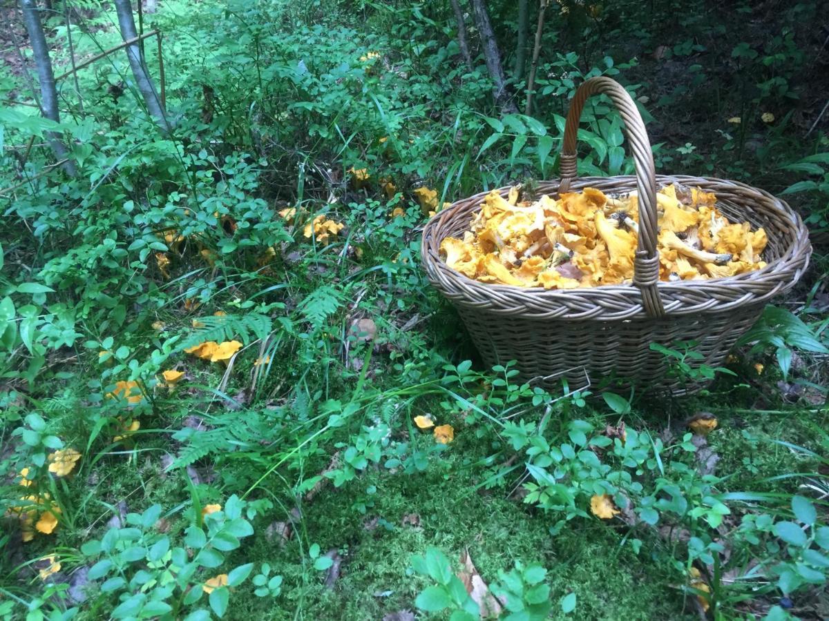 Pensiunea Agroturistica Casa Colinita Vatra Moldovitei Bagian luar foto