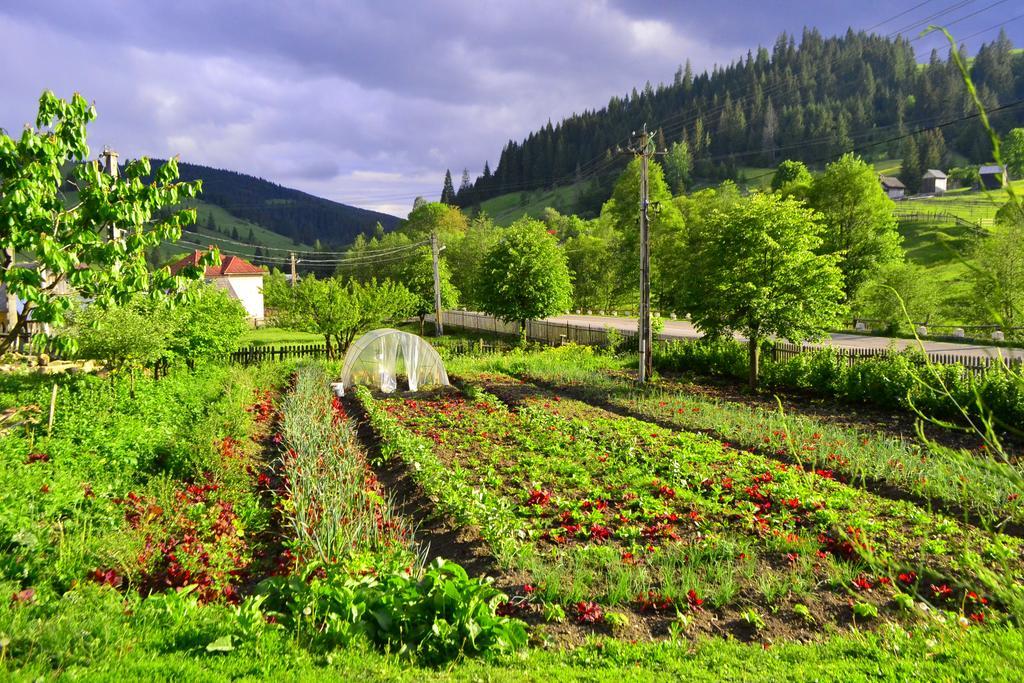 Pensiunea Agroturistica Casa Colinita Vatra Moldovitei Bagian luar foto