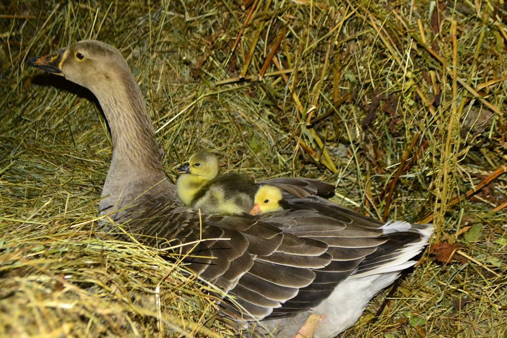Pensiunea Agroturistica Casa Colinita Vatra Moldovitei Bagian luar foto